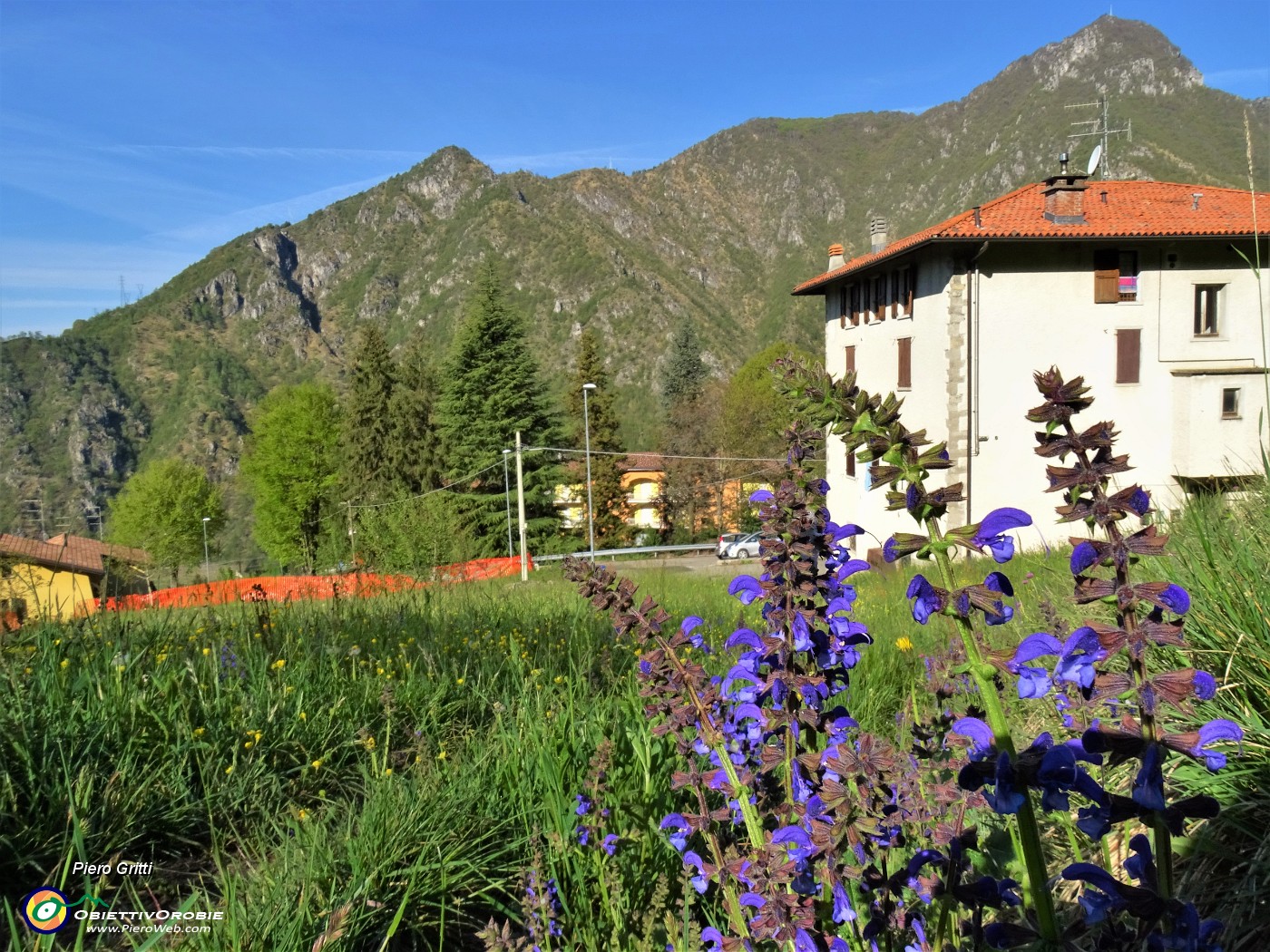 14 Salvia pratensis (Salvia dei prati) con vista sulle case di Tessi e verso il Monte Zucco.JPG